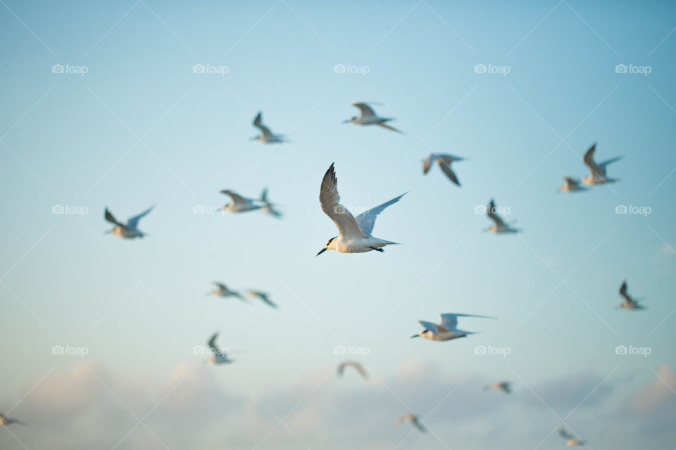 centred. Seagulls from off the shore of cancun