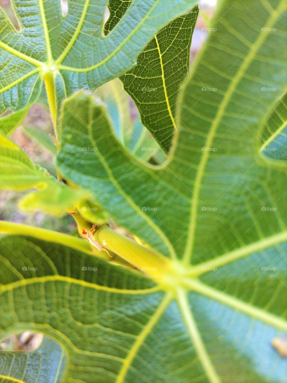 Upload your photo of the week: fig tree