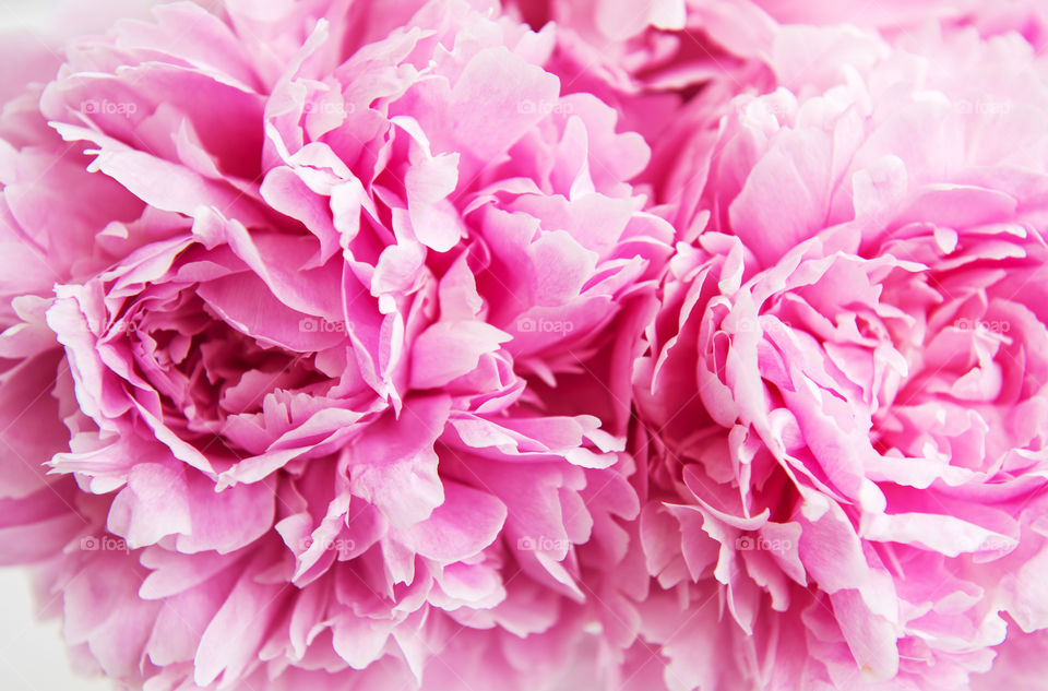 Pink peonies 