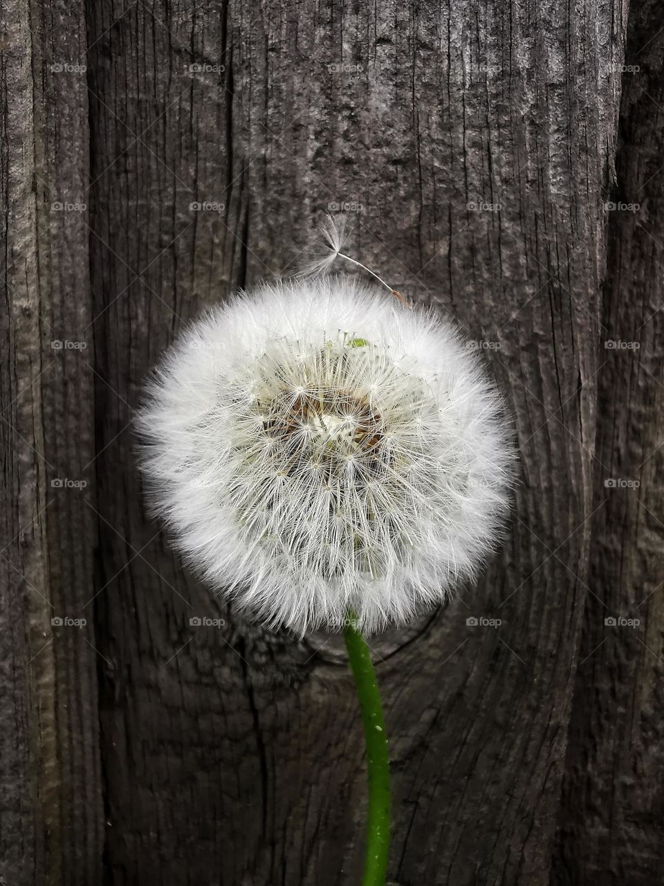 There are so many plants around us. Nature is diverse and beautiful, you just need to notice and protect it. For example, this lonely dandelion, against the backdrop of a gloomy fence, isn't it beautiful?