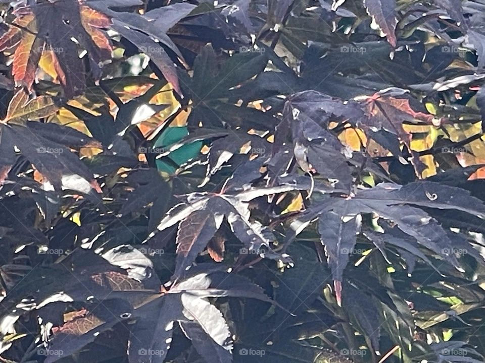 Colorful leaves 