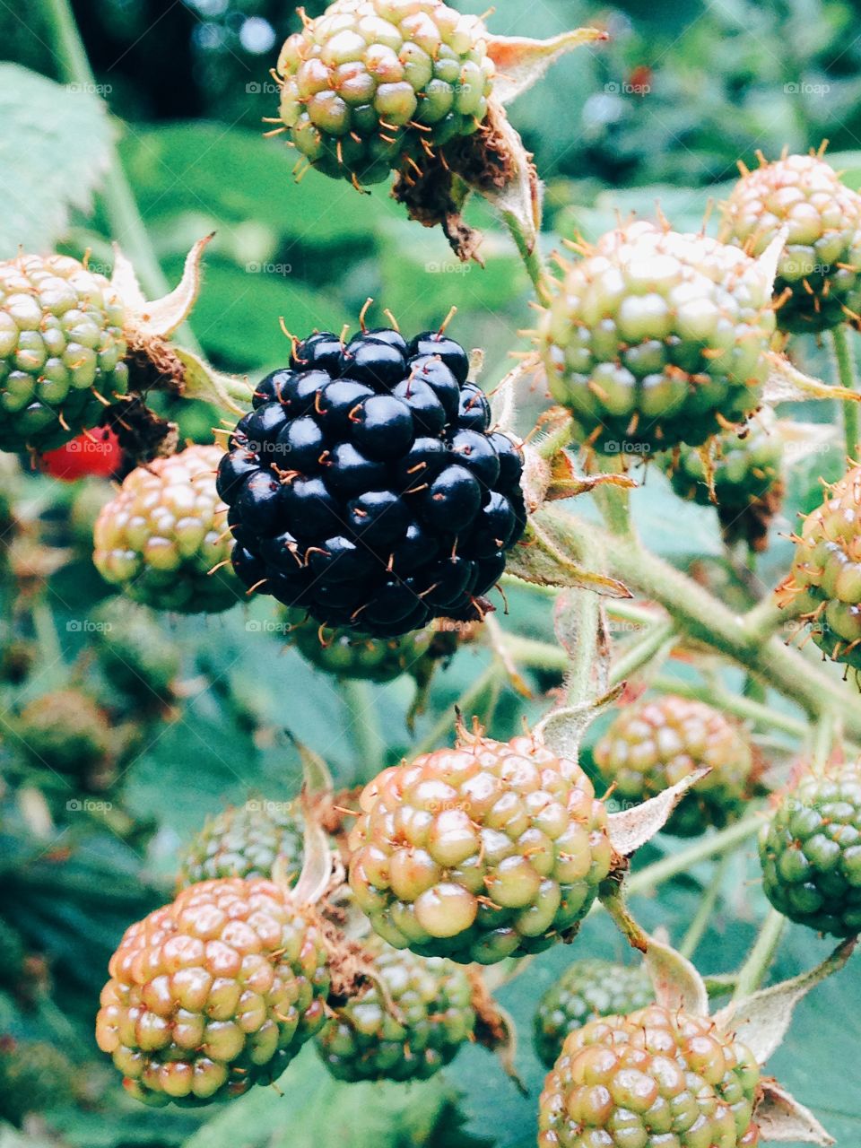 Extreme close-up of berry fruit