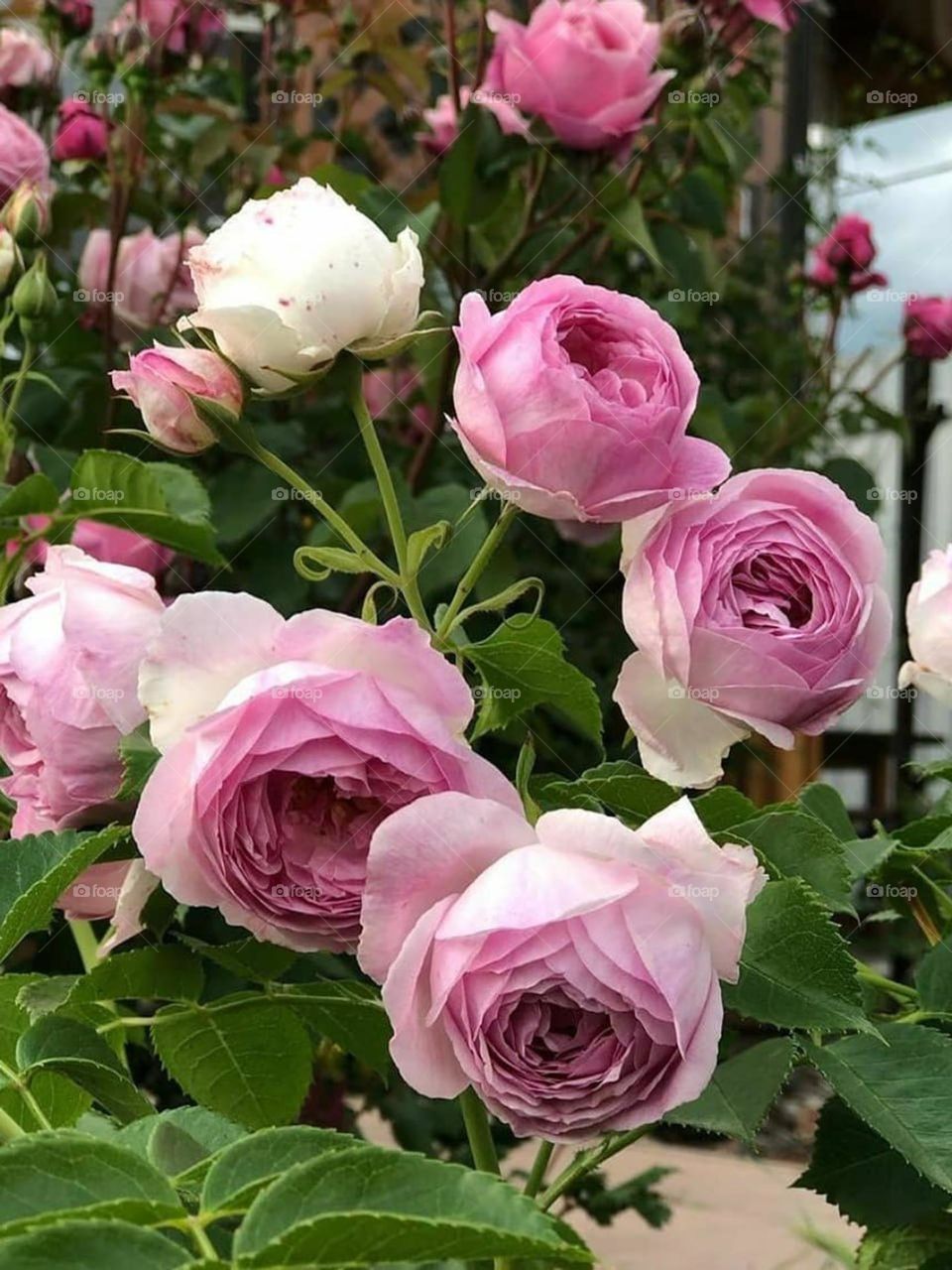 Watch my roses blooming every day