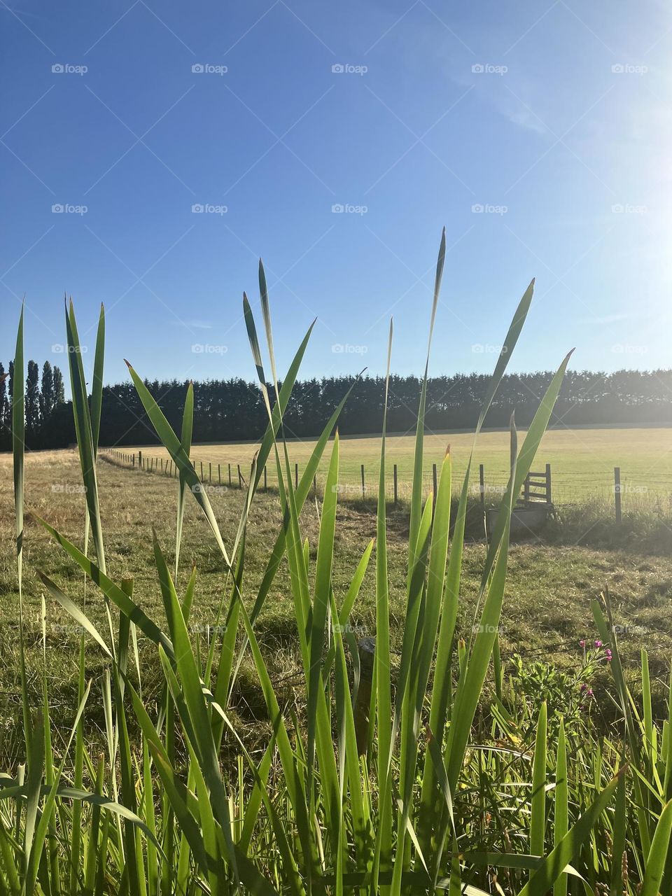Early morning walks in the Sumer sunshine. Quiet fields and peaceful strolls before most people wake up. Fields of green for miles.
