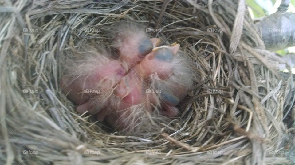 Resting Robins. The wonder of God's creation