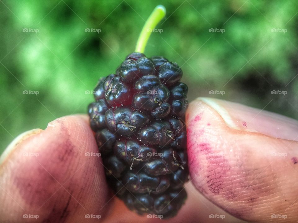 Stained Berry picker