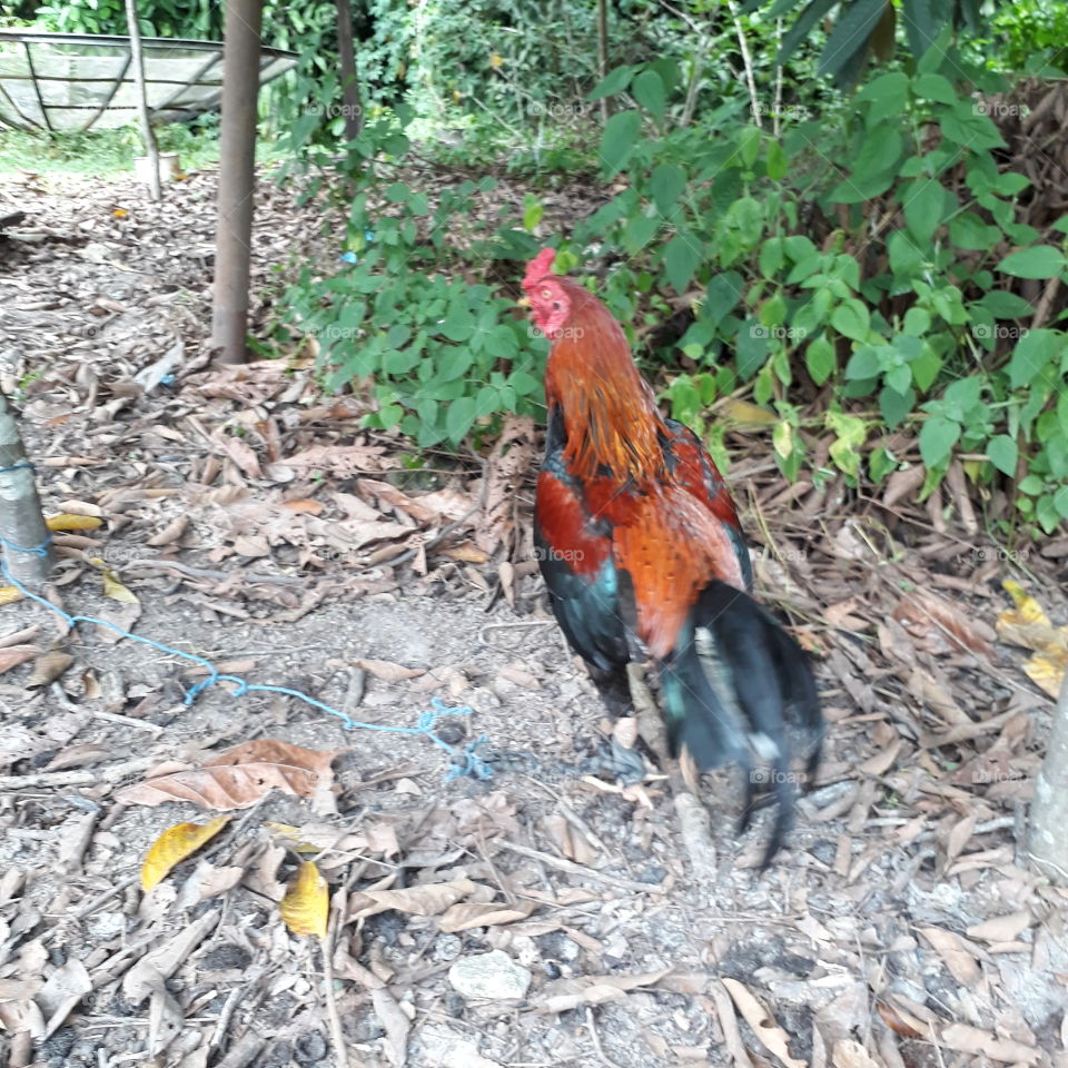 A Rooster, my older brother's pet cock is called "Jabrik"