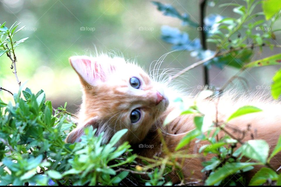 Lazing around the garden 