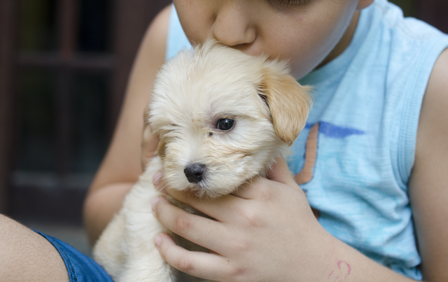 Child holding a cute puppy