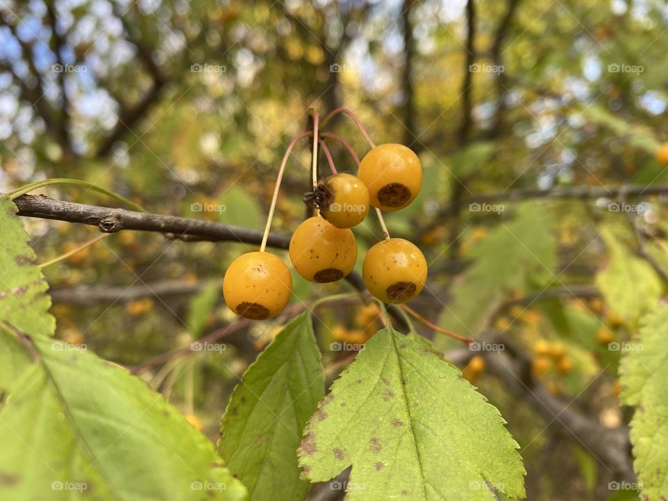 Yellow berries in the park 