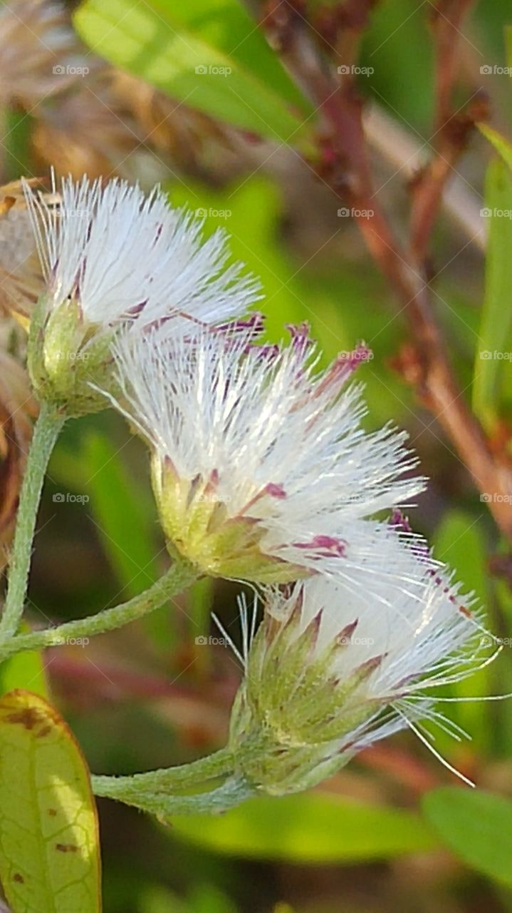 beauty in the undesirable weed. get down low to the lowly weeds