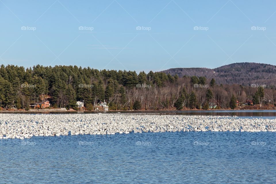 Lake and birds