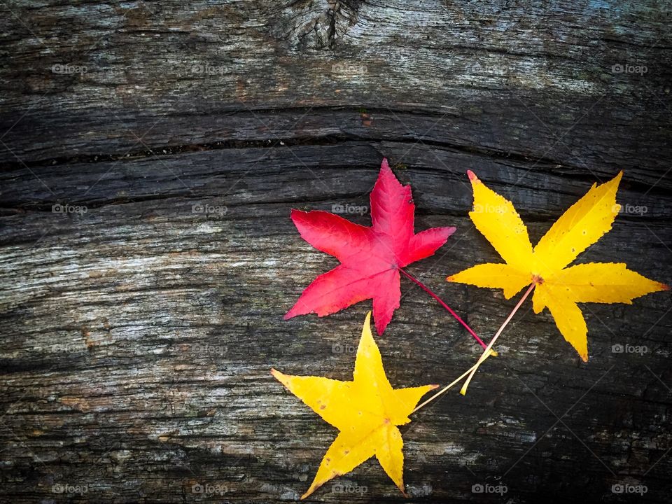 Minimalistic shot of two yellow leaves and one red leaf on rustic wooden table