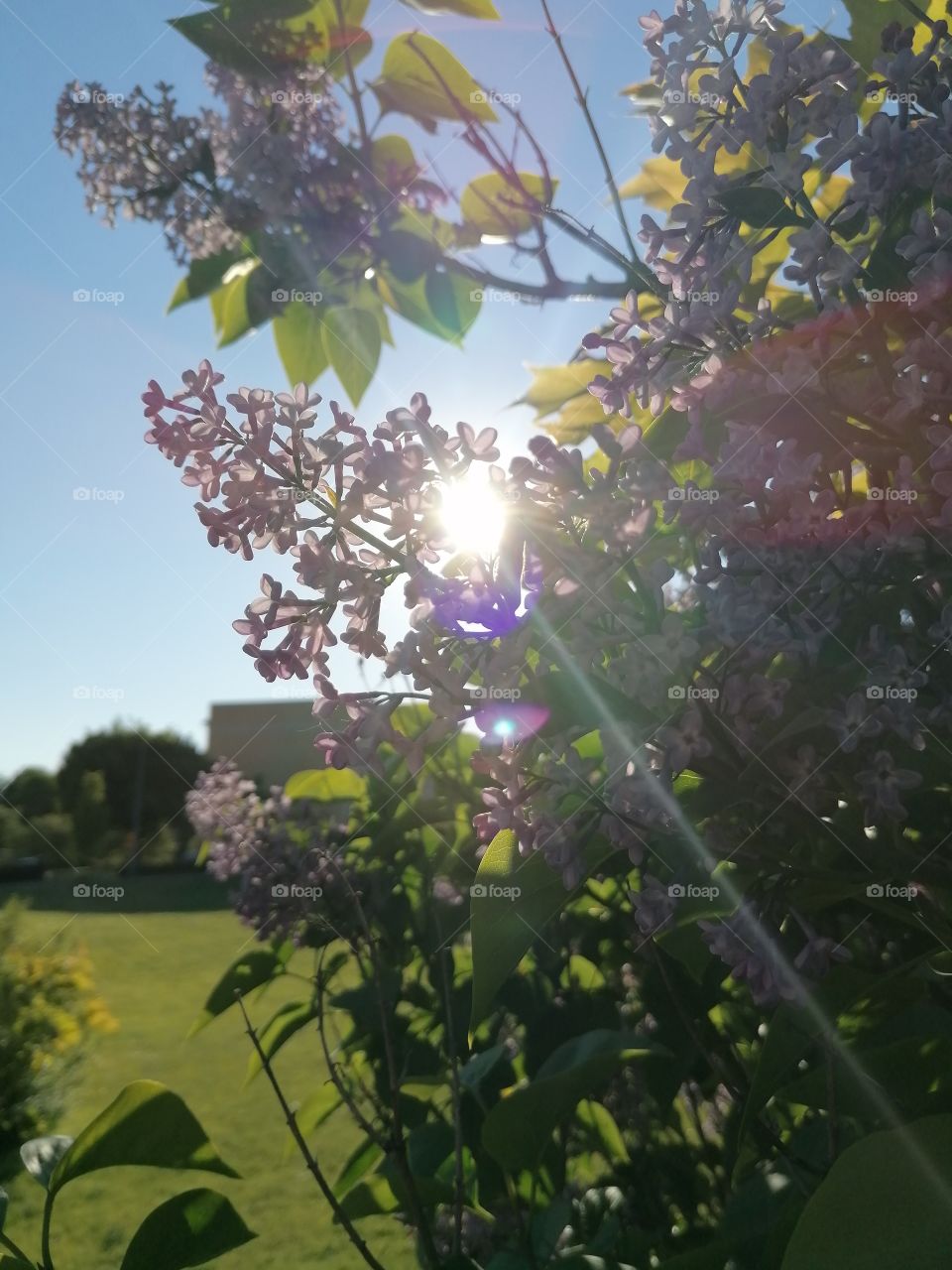 Lilac under the sun