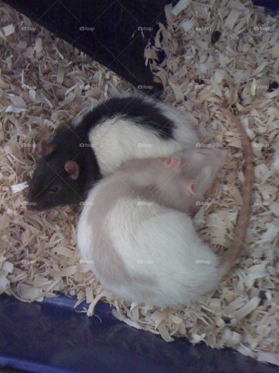 Darjee and Nimh my two pet rats