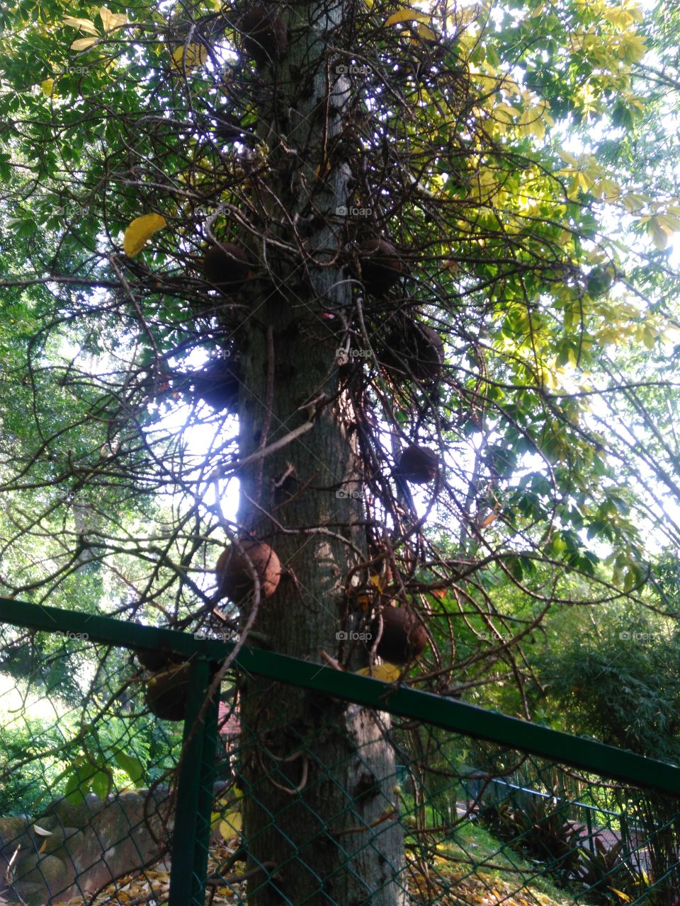 Nagalingam tree.