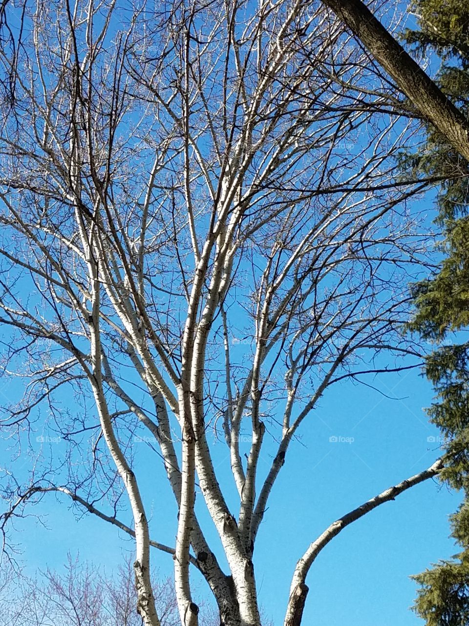 blue sky branches