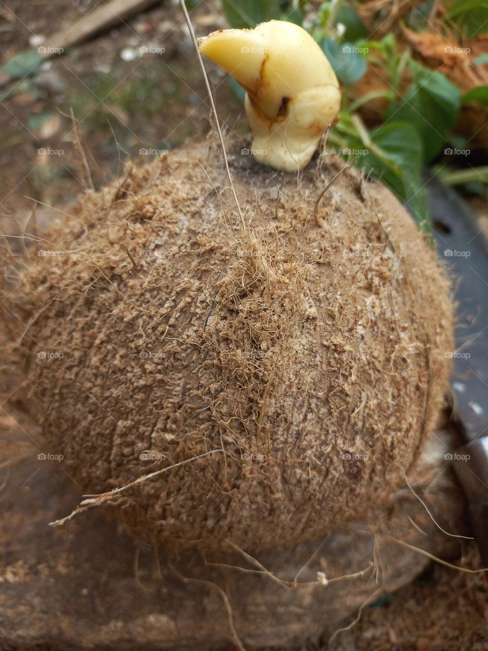 Coconut fruit that has been peeled to take its contents