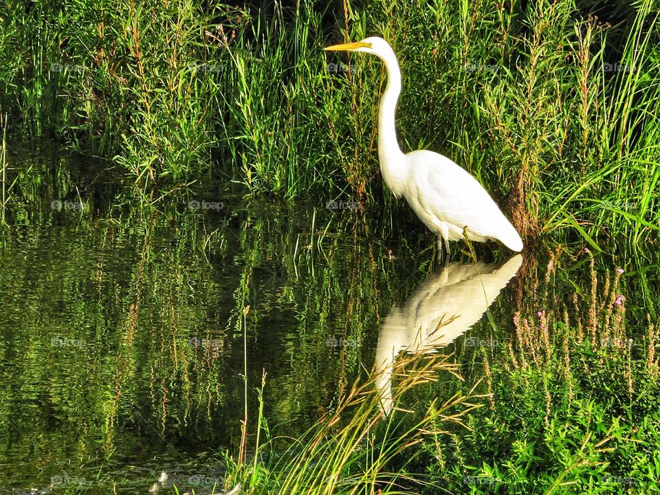 St Lawrence river egret 