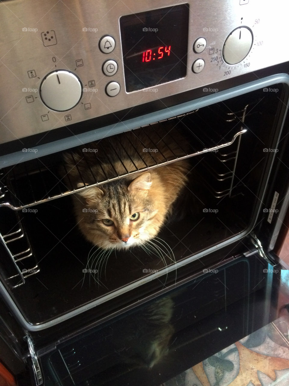 The cat in the oven