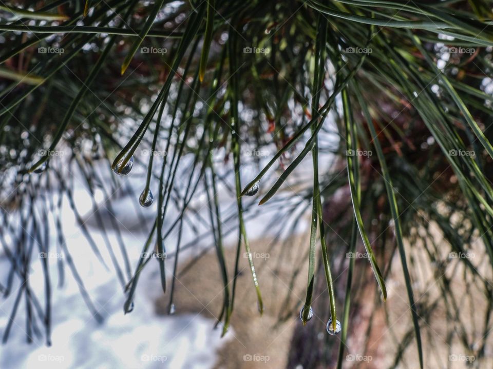 Water drops on pine needle