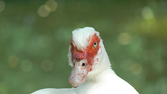 Gans