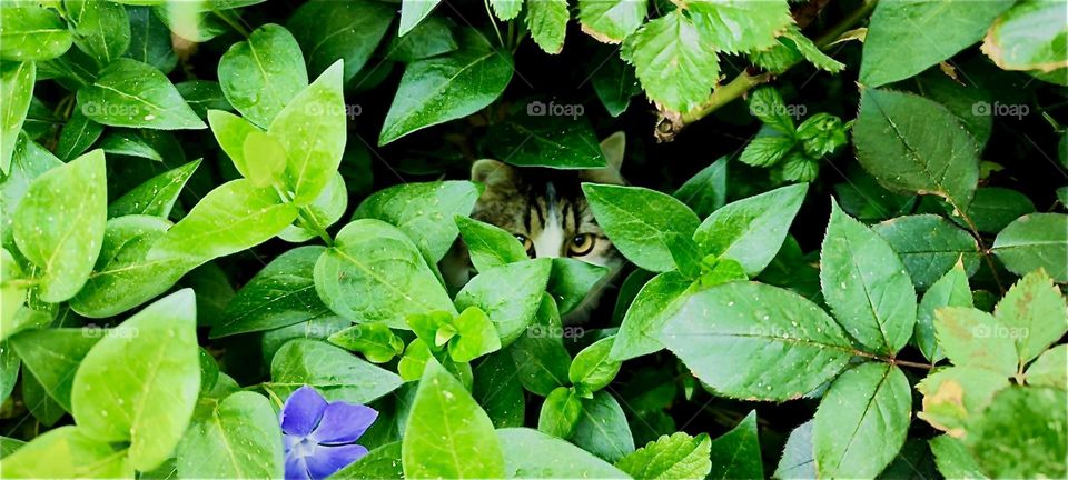 This little peekaboo from behind the big lush green leaves is “Linda”, the cat playing hide and seek in a large beautiful garden in “Lower Bavaria”, Germany. 2024. Hypnotic Productions