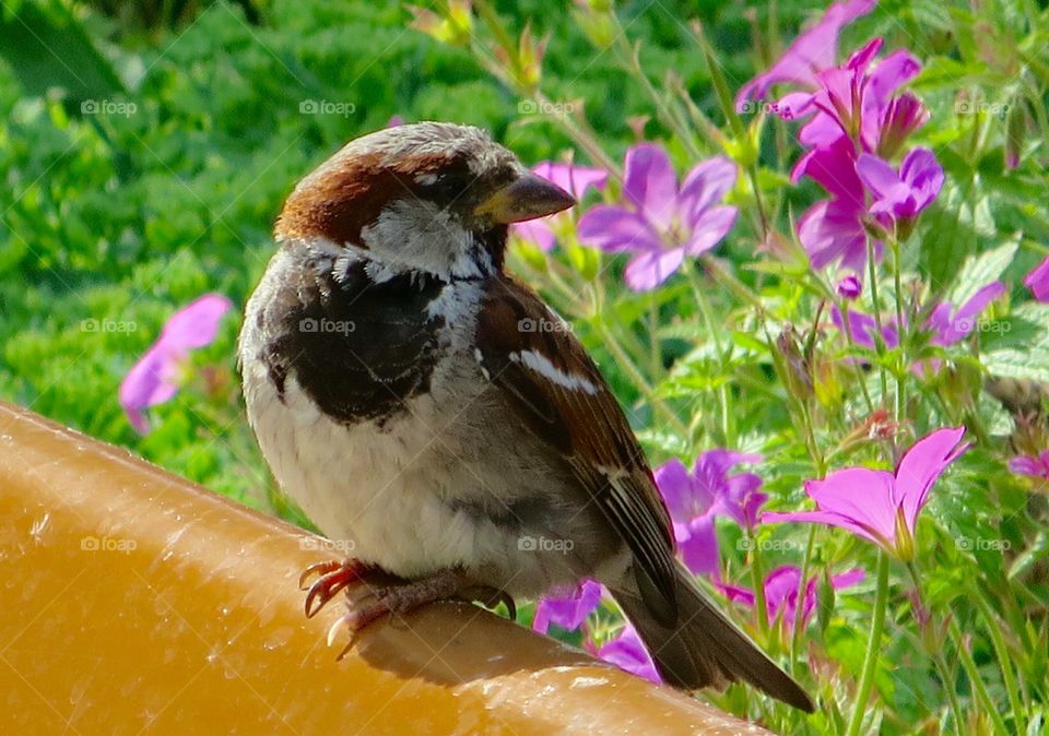 Sparrow. Bird in a garden. 