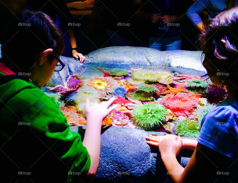 Children explore a vibrant tidal pool exhibit 