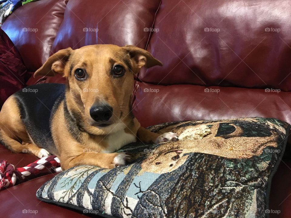 Chewy the Chiweenie claims his spot on the couch