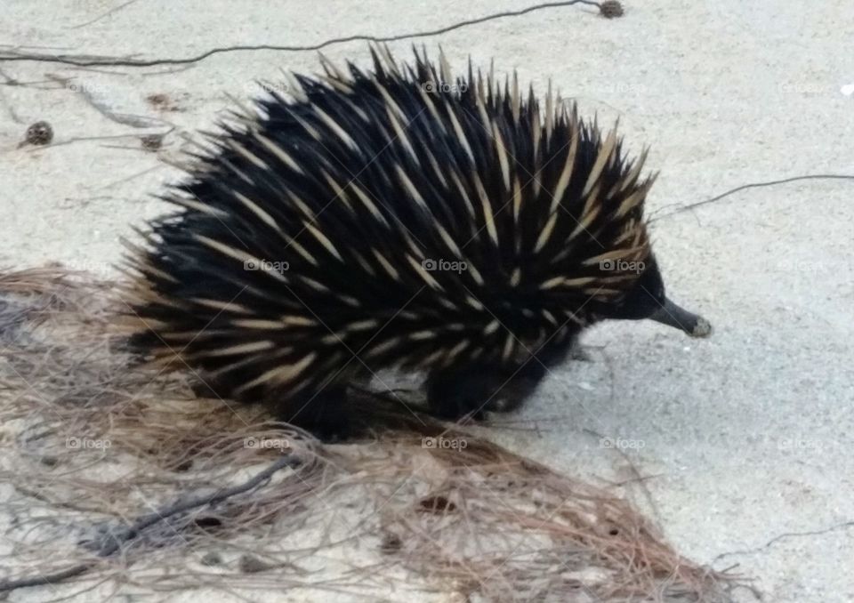 Echidna at the beach