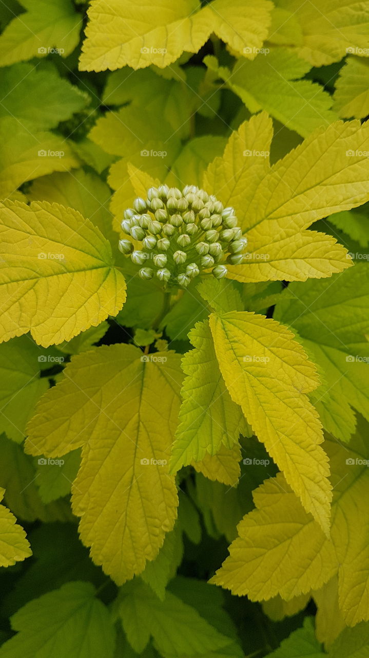 tree branch with buds closeup