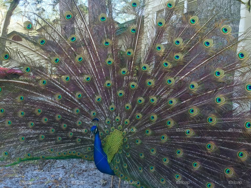 Peacock. I got this beautiful picture as he was fighting over food 