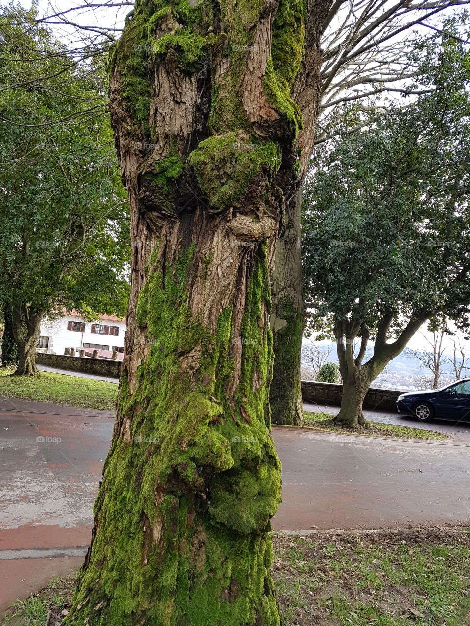 Tree or moss...