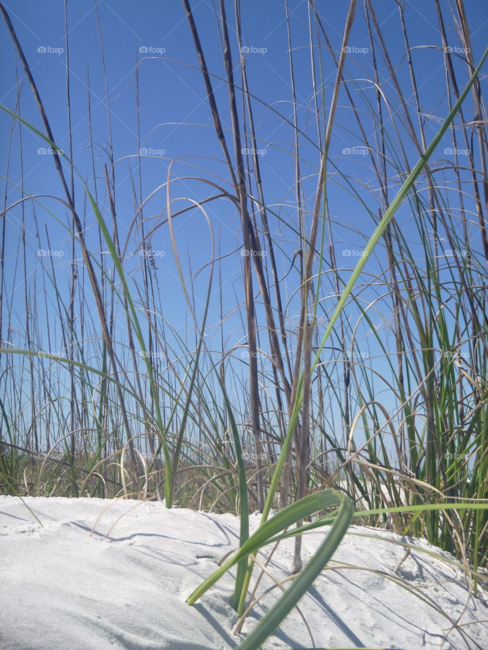 peeking through. Sandy beach grass