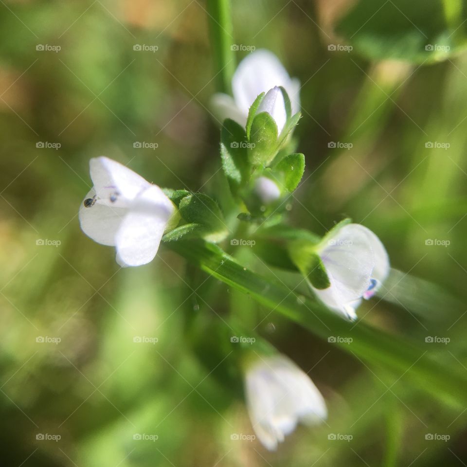 Tiny tiny flowers