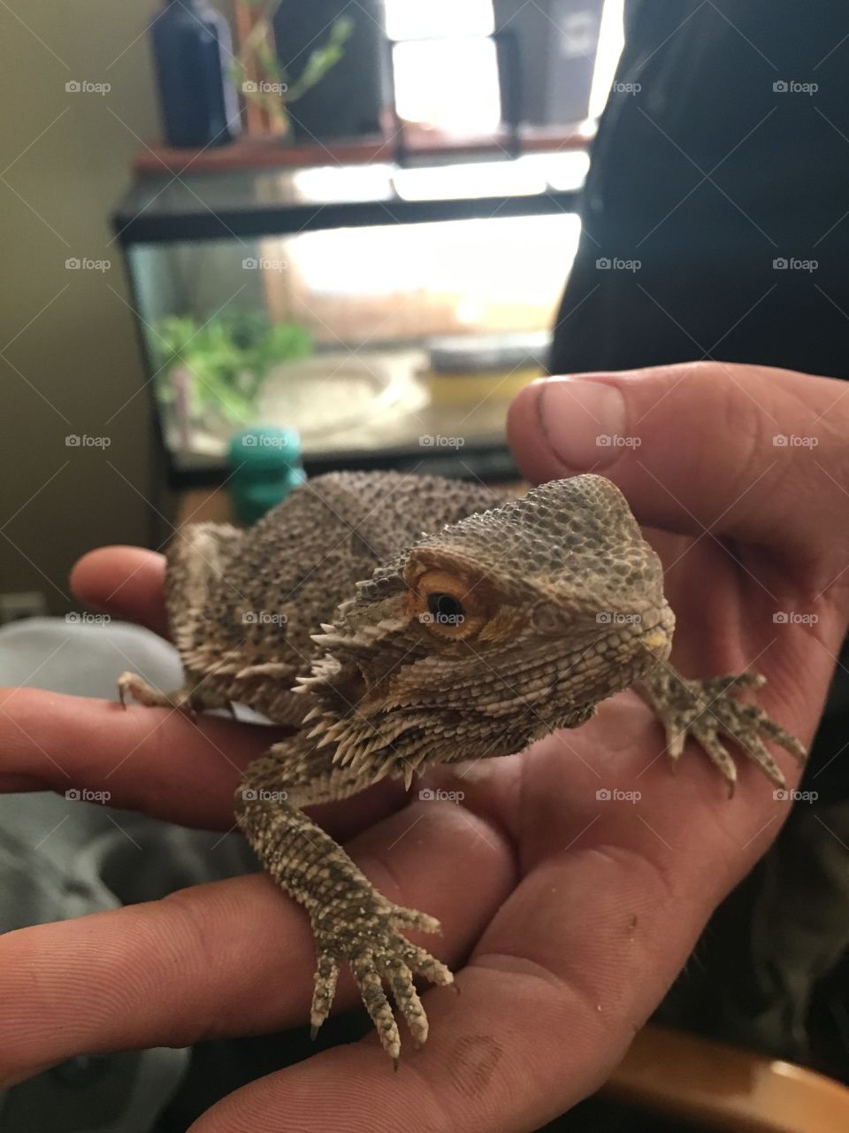 Dragon reptile thing.