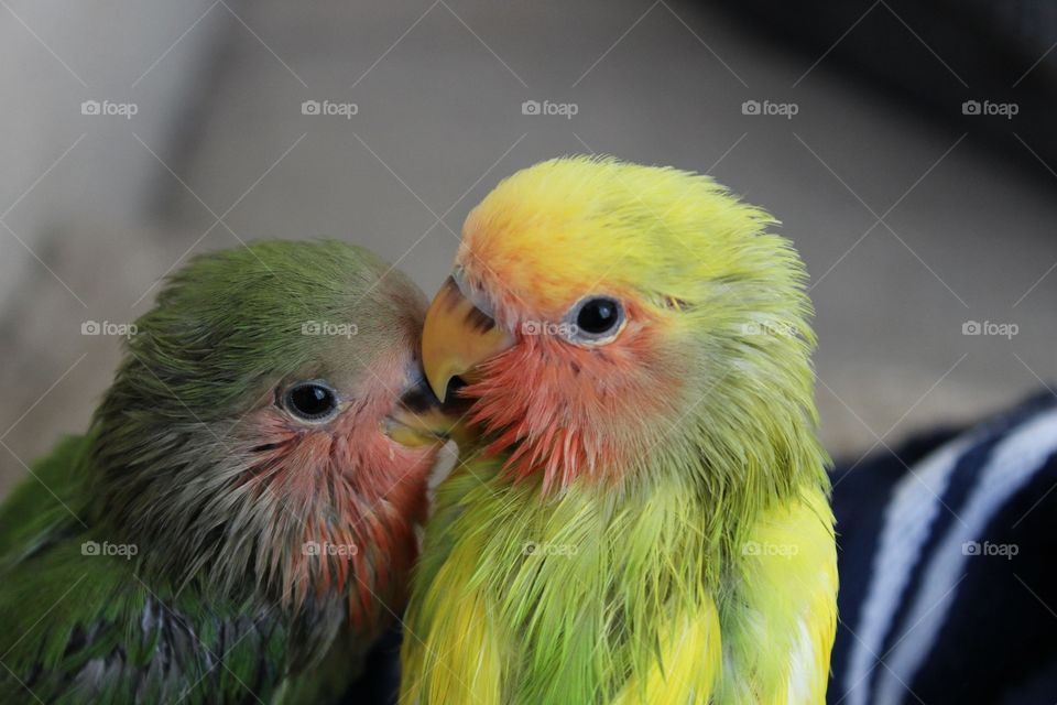 Baby Love Birds