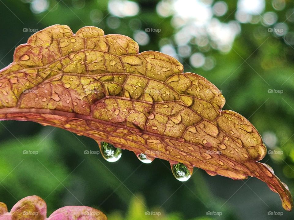 dripping leaf