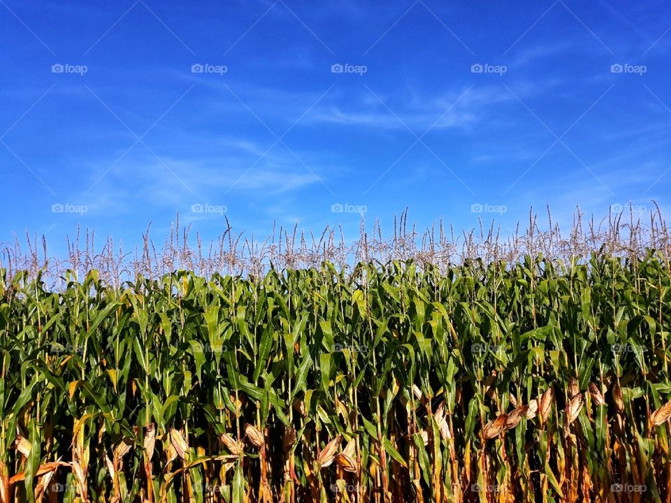 The autumn season is coming