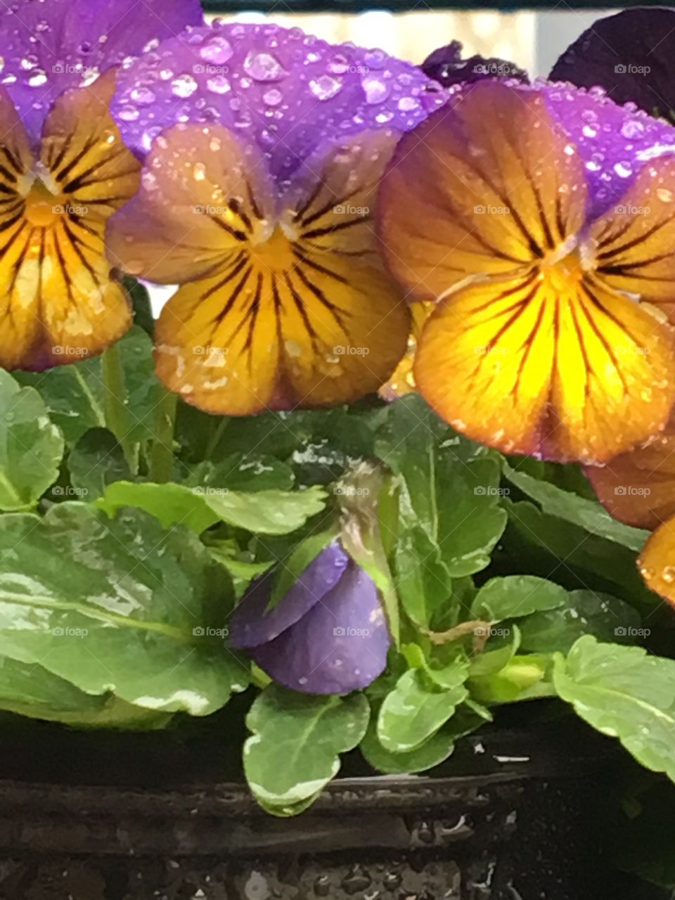 Triplet pansies with water droplets 