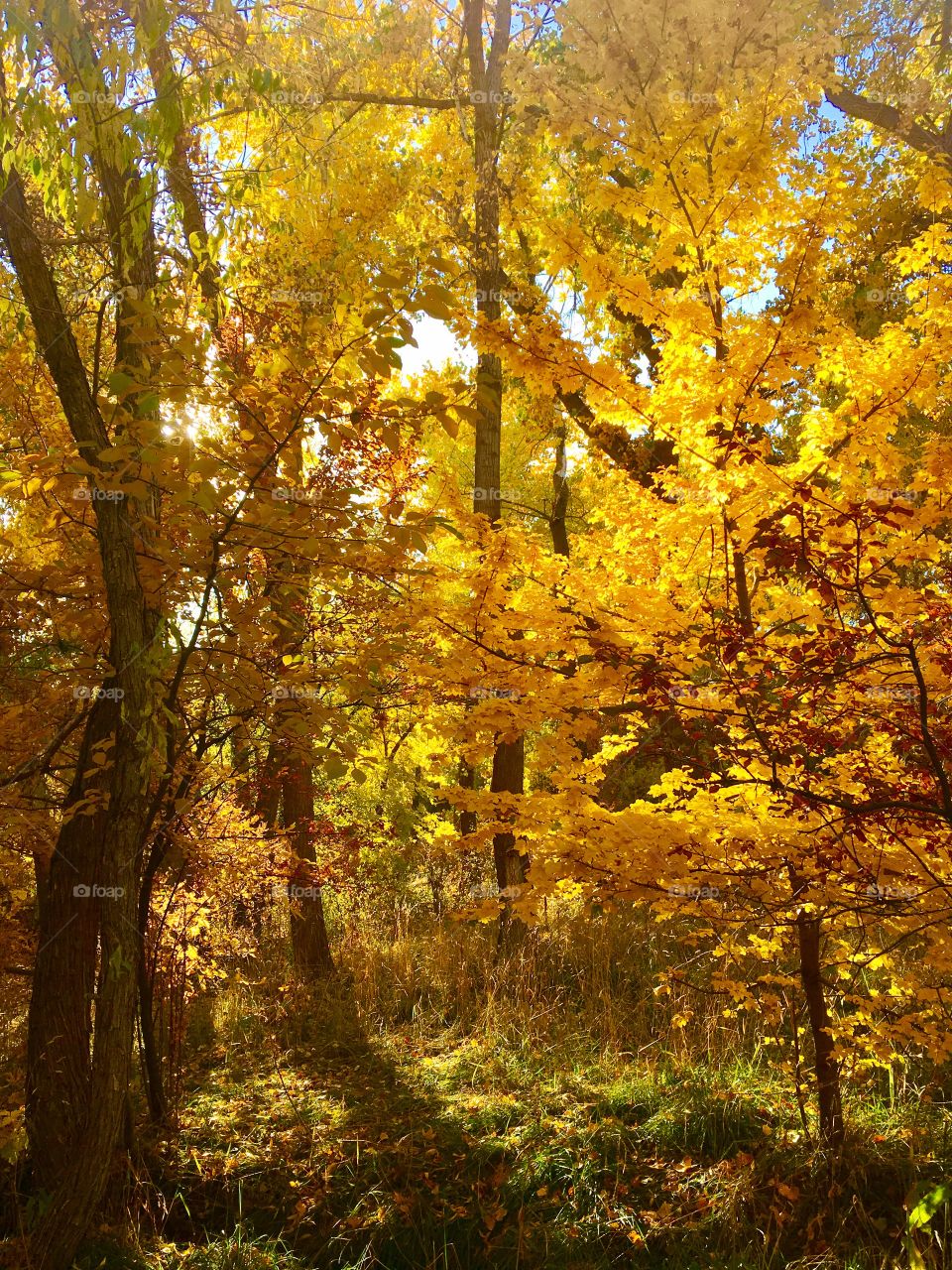 Fall, Leaf, Maple, Wood, Tree