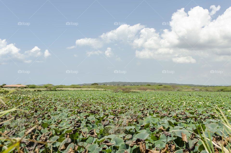 Lilly Landscape