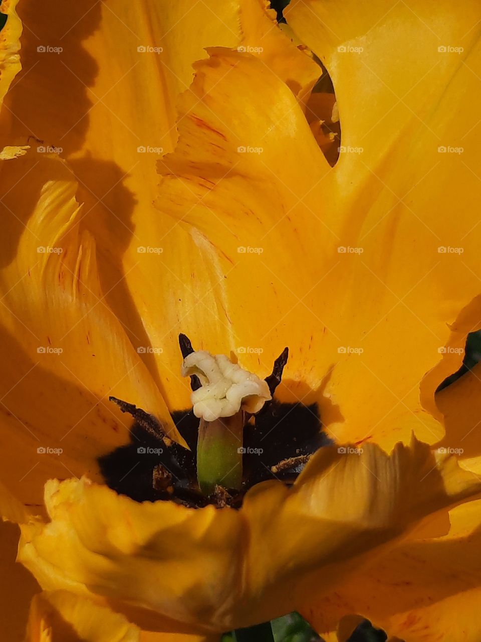 close-up of the inside of yellow tulip with petals red strecked