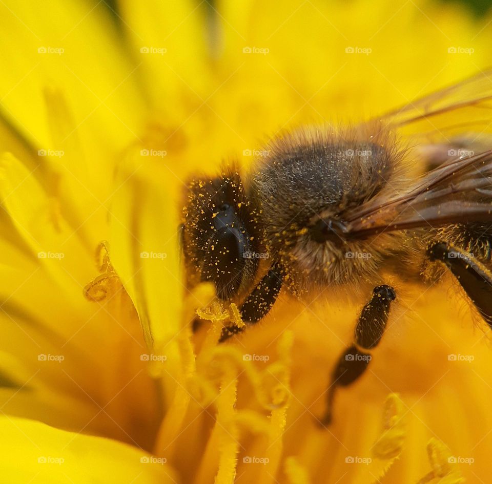 A honey bee covered in pollen sits on the petals of a yellow dandelion.