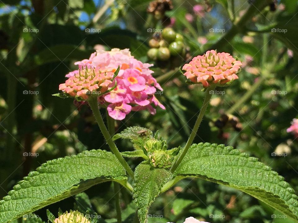 Pink and yellow lantana flower, budding. These flowers attract butterflies!