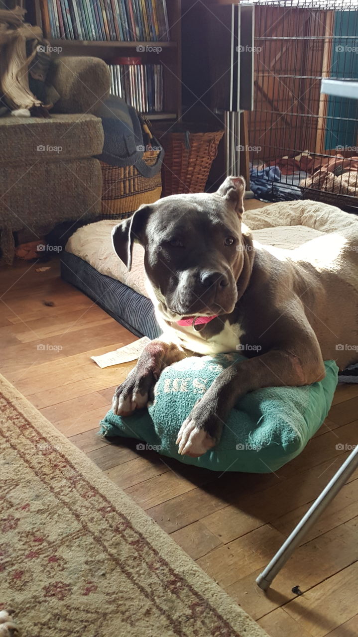 Daisy Boots relaxing on her pillow, blue Pitt Bull, posing for the camera.