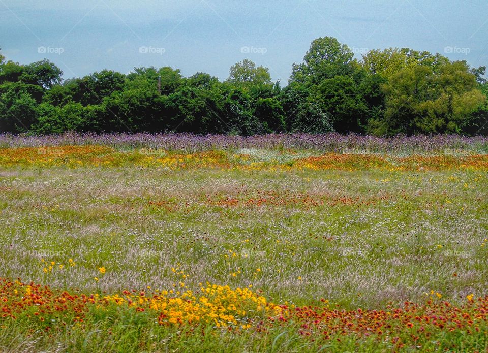 Prairie wildflowers