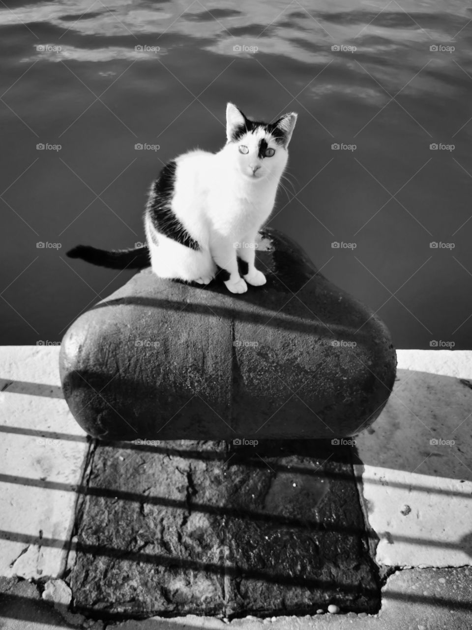 Cats everyday life in black and white