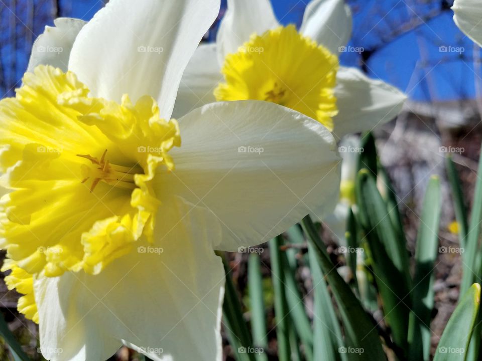 Extreme close-up of daffodils
